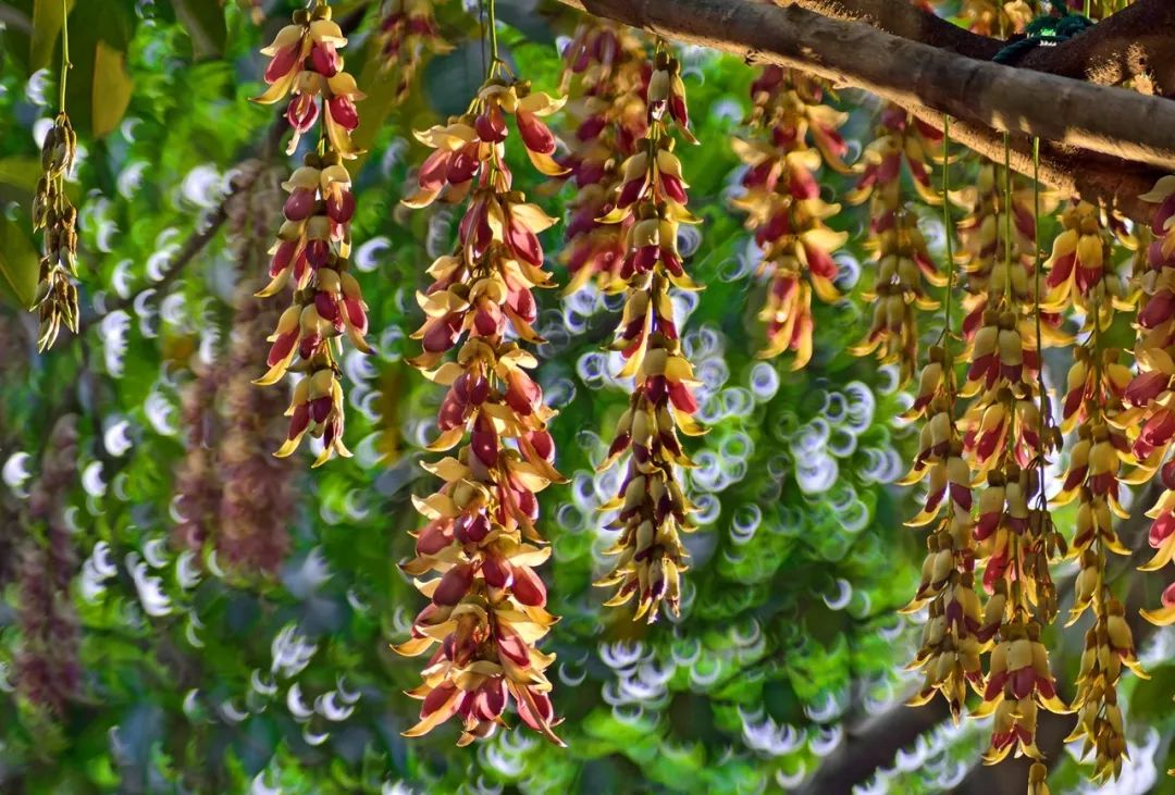 七星岩禾仙岛黄花铃木,七星岩黄花风铃四季变化