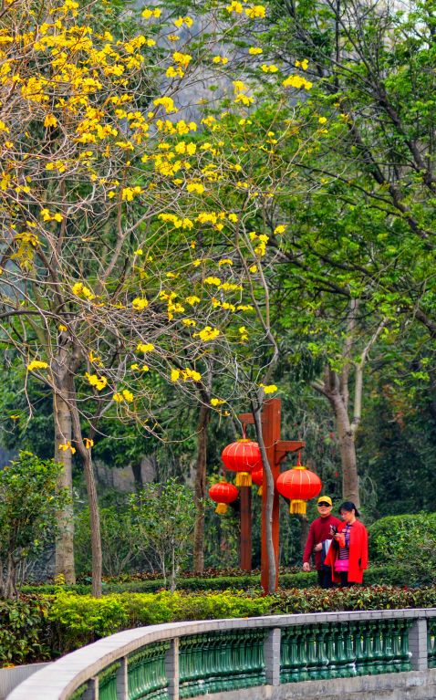 七星岩禾仙岛黄花铃木,七星岩黄花风铃四季变化