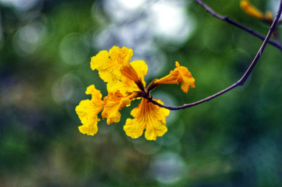 七星岩禾仙岛黄花铃木,七星岩黄花风铃四季变化