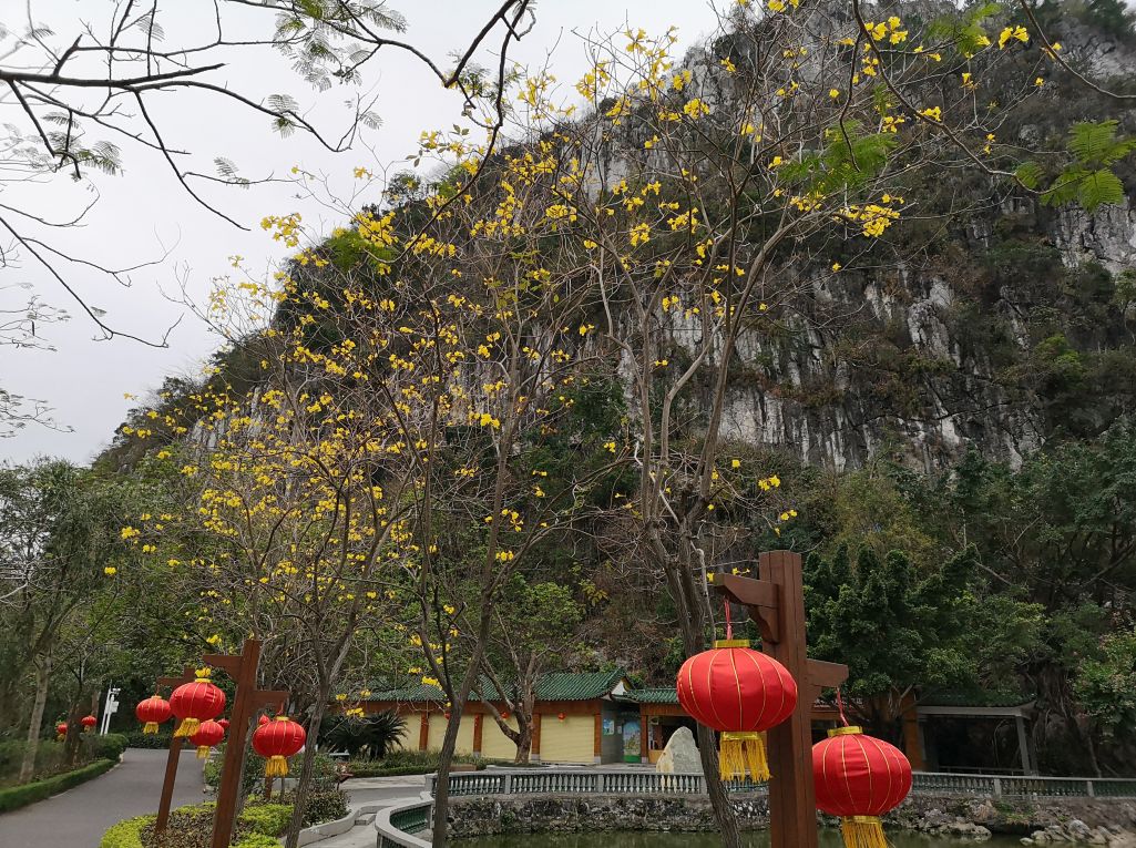 七星岩禾仙岛黄花铃木,七星岩黄花风铃四季变化