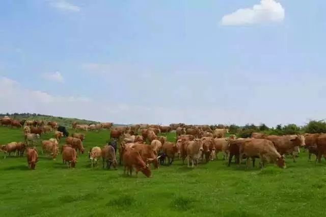 高效肉牛养殖技术有哪些,肉牛养殖怎样才能挣钱