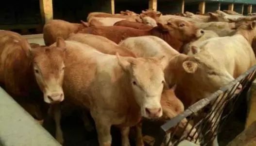 高效肉牛养殖技术有哪些,肉牛养殖怎样才能挣钱