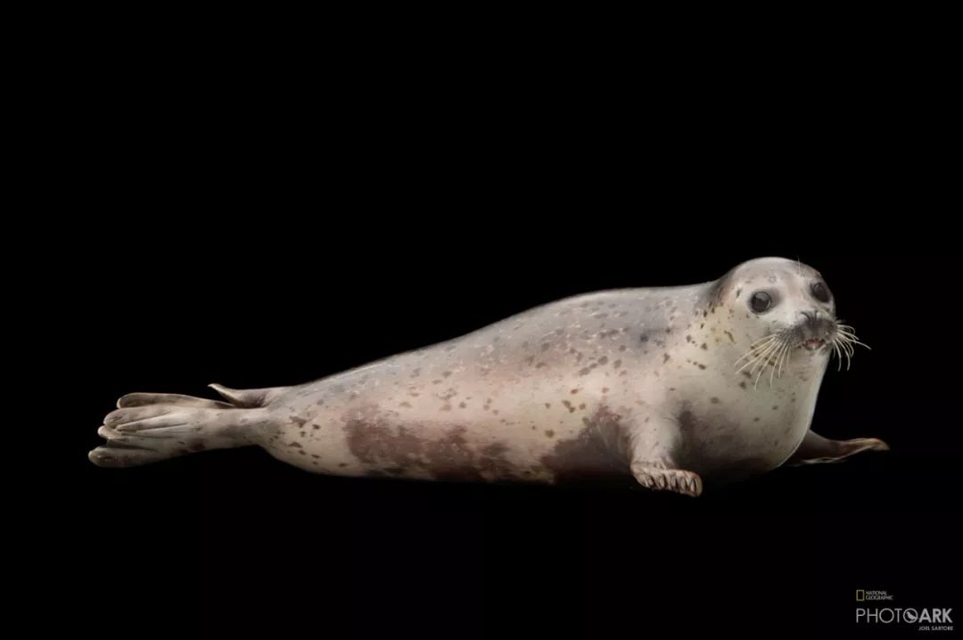 被这肉球萌得生无可恋，只想揉搓它