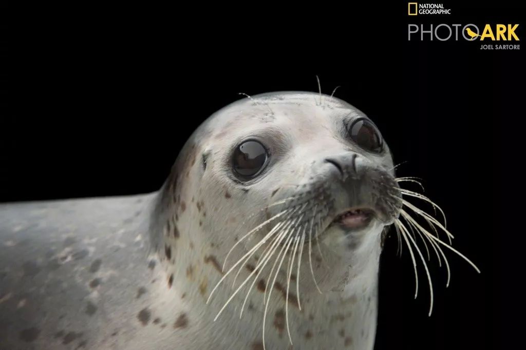 被这肉球萌得生无可恋，只想揉搓它