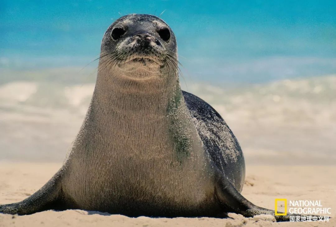 被这肉球萌得生无可恋，只想揉搓它