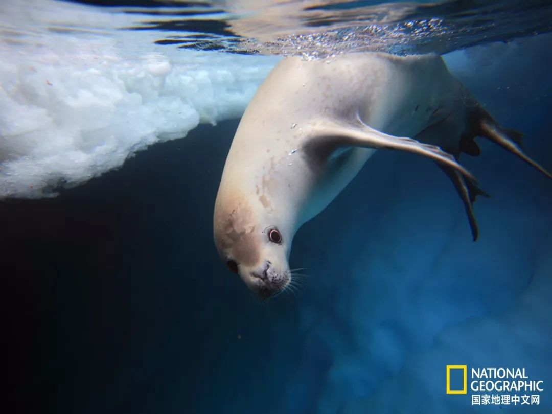 被这肉球萌得生无可恋，只想揉搓它