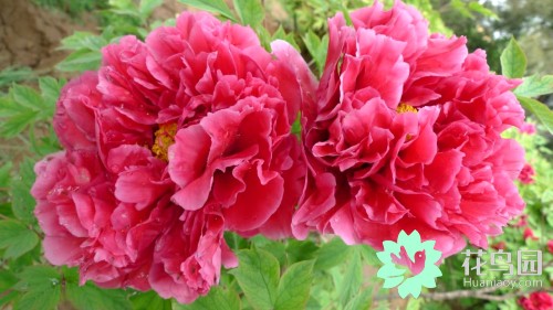 中国国花牡丹花争奇斗艳,牡丹国际公认的中国花