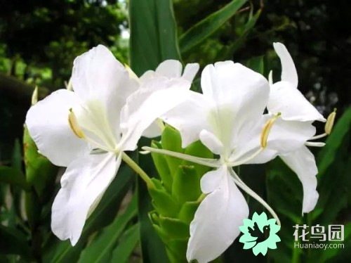 中国国花牡丹花争奇斗艳,牡丹国际公认的中国花