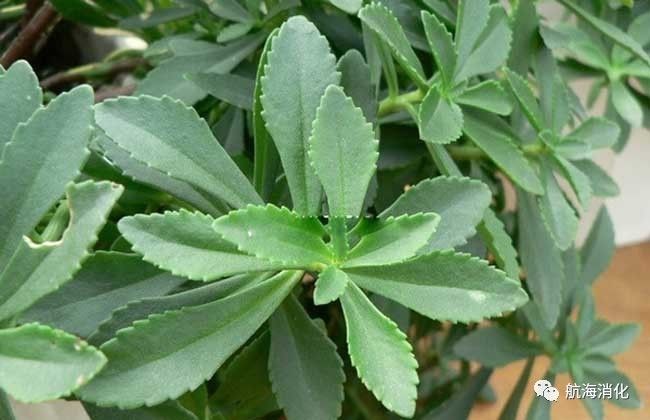 医生报道三七伤肝是真的吗,三七伤肝还是护肝