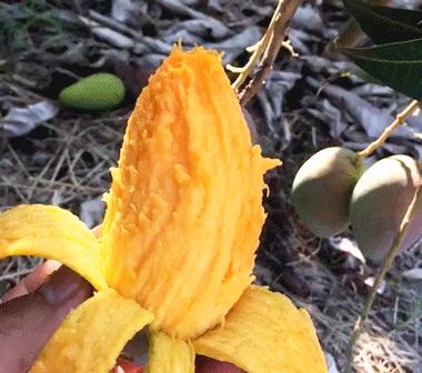 吃货推荐好吃的水果,香甜多汁海南贵妃应季水果