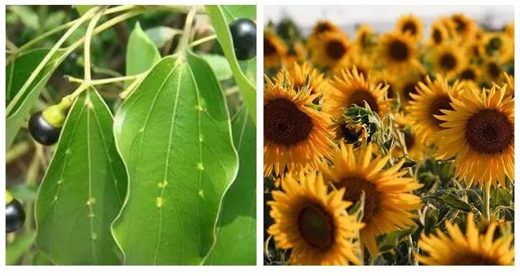 蚊虫叮咬湿疹止痒哪种药膏好用,晒伤后两天奇痒止痒最佳办法