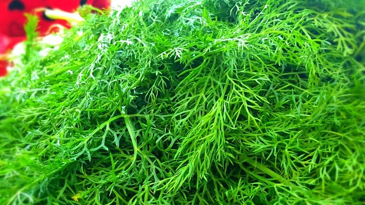 早起的鸟儿有虫吃用英语表达,早起的鸟儿有虫吃美句