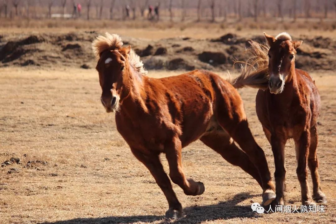 丽江古城漫步老街,丽江茶马古道拉市海的视频