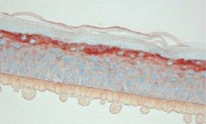张嘉倪同款月光宝盒精华液,张嘉倪给人涂保湿美白精华液