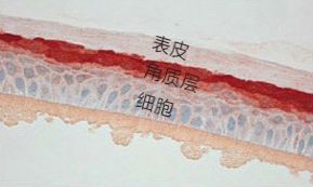 张嘉倪同款月光宝盒精华液,张嘉倪给人涂保湿美白精华液