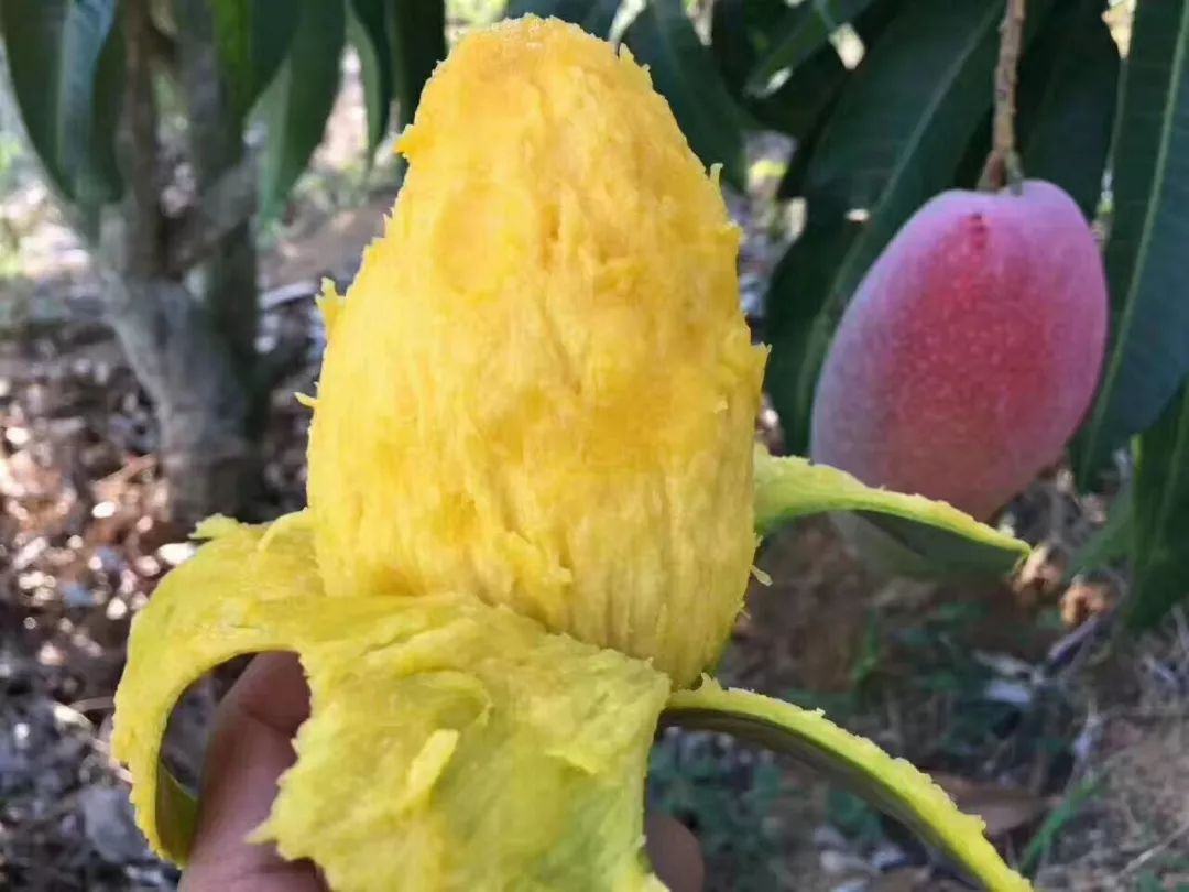 吃货推荐好吃的水果,香甜多汁海南贵妃应季水果