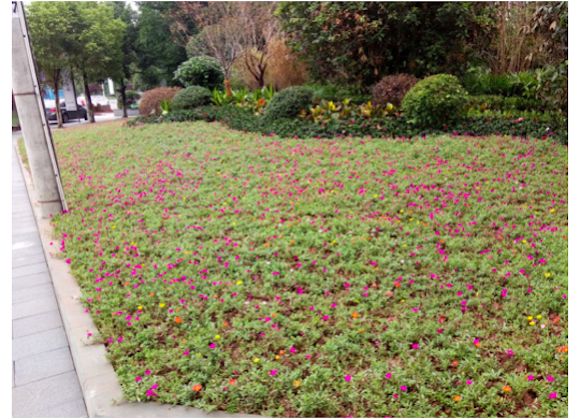 解码城市重庆,在重庆居住是什么感觉