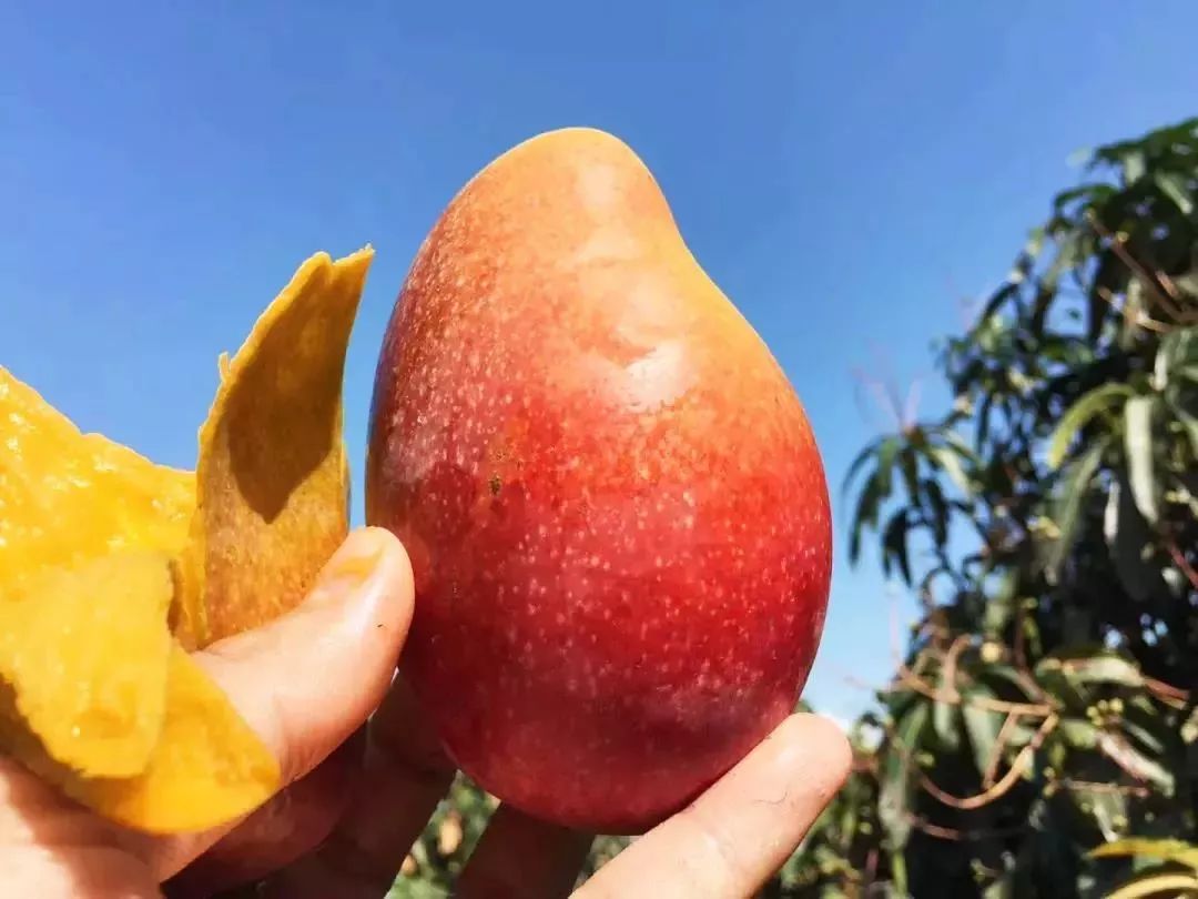 本周上新｜番薯黄夹，贵妃芒，松茸金笋酱……一口吃掉一个春天！