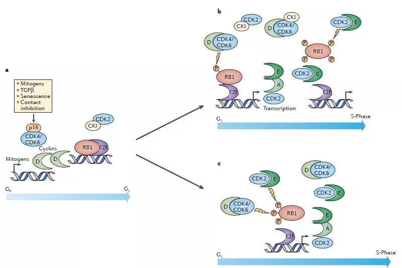 乳腺癌肺转移双靶向治疗效果,乳腺癌靶向治疗每次费用多少