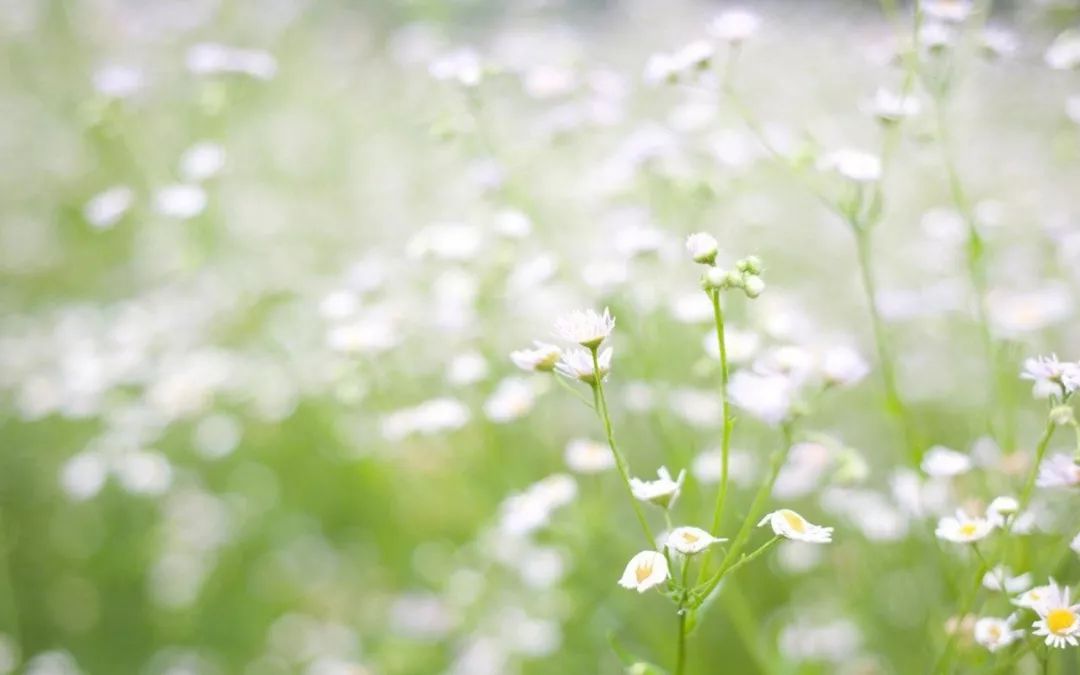 最美的养心诗词,美到心碎最触动心灵的十句诗词