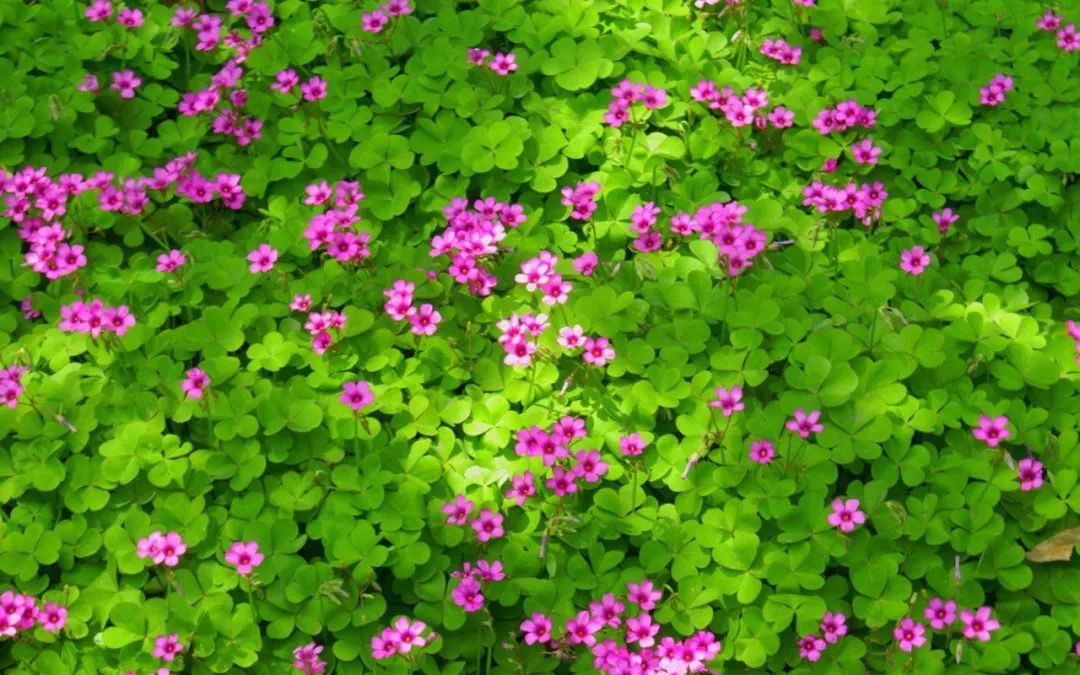 最美的养心诗词,美到心碎最触动心灵的十句诗词