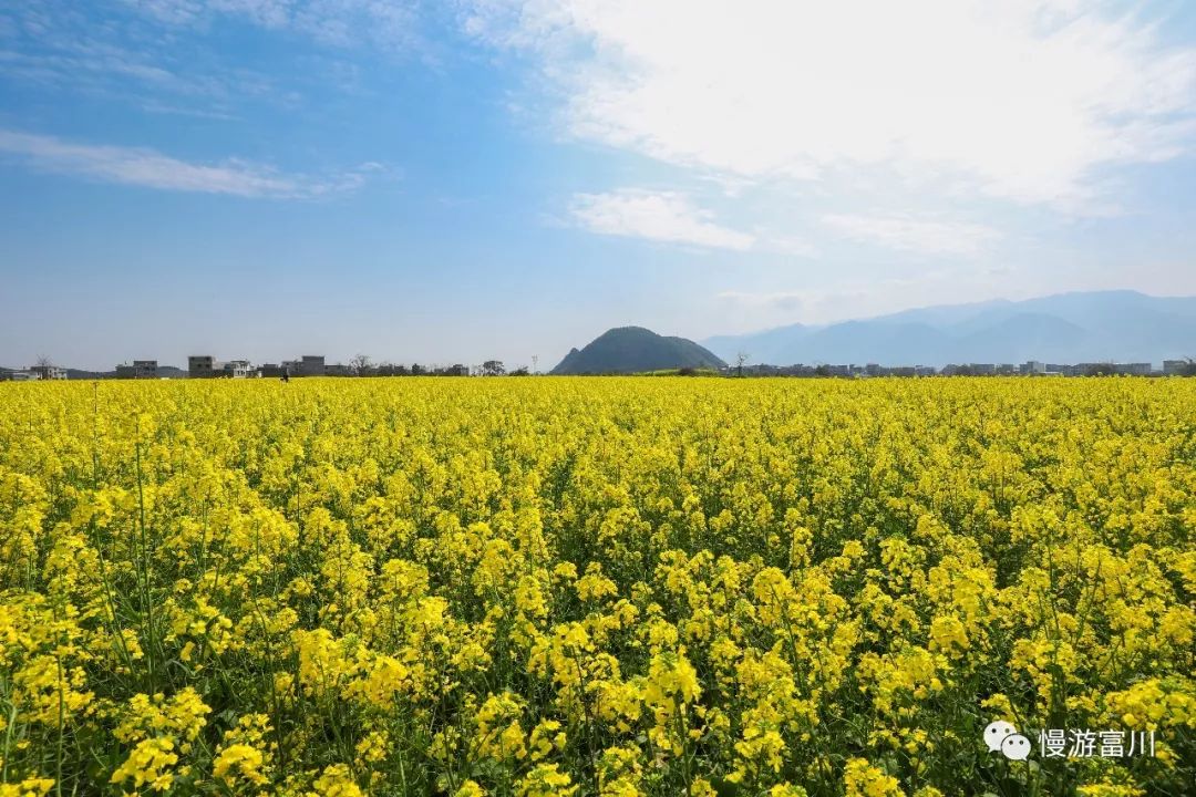 深渡镇旁边拍油菜花最佳位置在哪,深坡花海
