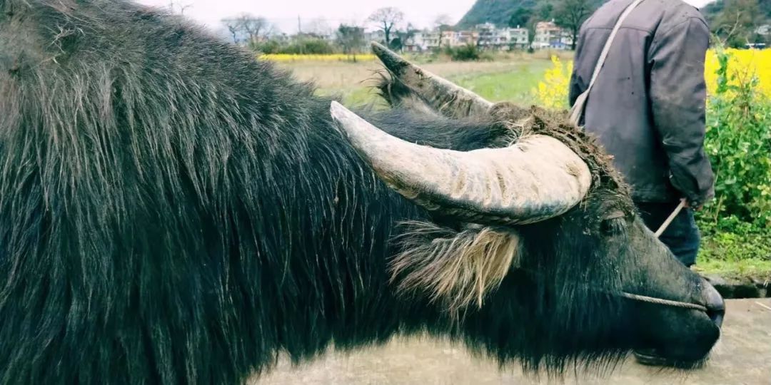 深渡镇旁边拍油菜花最佳位置在哪,深坡花海