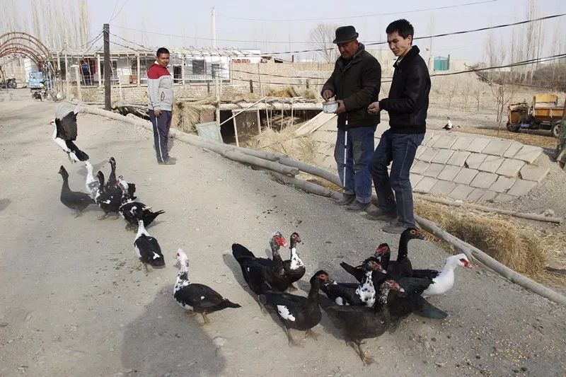 和静县肉鸽养殖基地,和静养殖基地