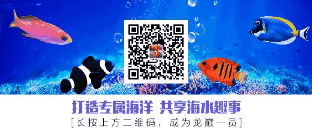 吊类人称“小恶魔”，看我怎么收拾它