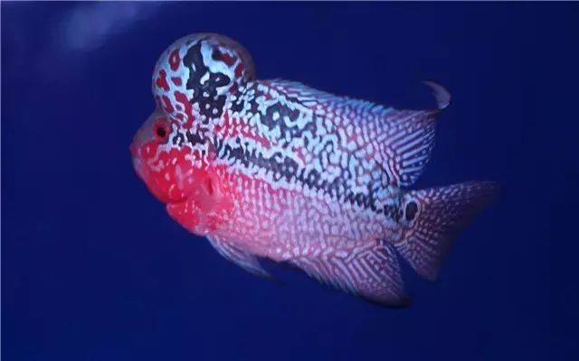 为什么新鱼入缸总是会死鱼,新买的鱼入缸身上有气泡怎么回事