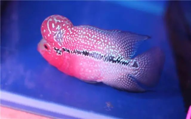 为什么新鱼入缸总是会死鱼,新买的鱼入缸身上有气泡怎么回事