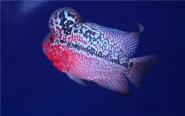 为什么新鱼入缸总是会死鱼,新买的鱼入缸身上有气泡怎么回事