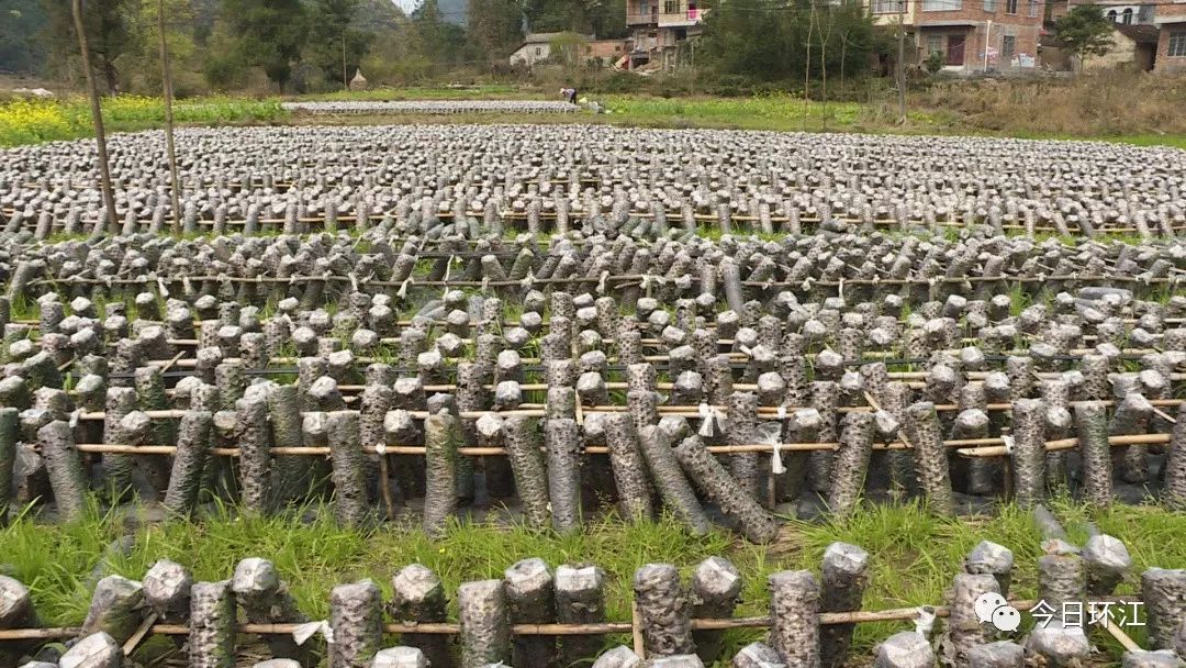 环江养殖什么最挣钱,河池环江香猪致富经