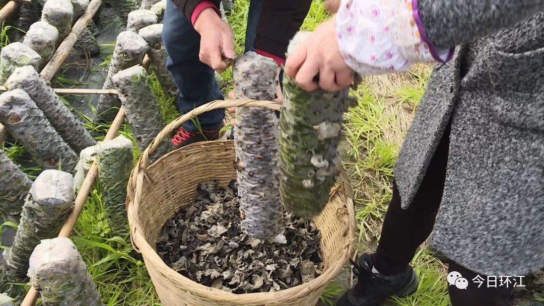 环江养殖什么最挣钱,河池环江香猪致富经