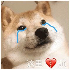 大同今日猪肉价多少一斤,猪肉降价了羊肉有没有降价