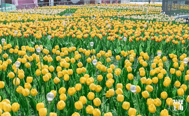 吵翻了！魔都16区终于正面PK！哪个是你心中的C位担当？