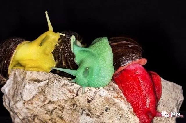 9102年了，别再用“人造”伤害动物和买家