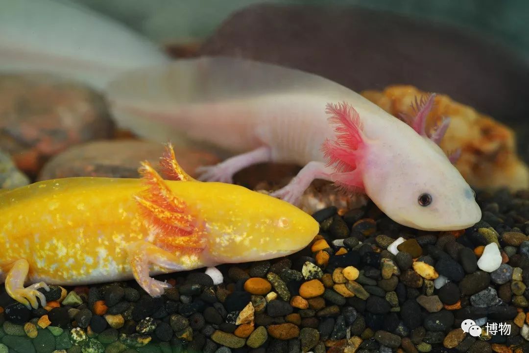 9102年了，别再用“人造”伤害动物和买家