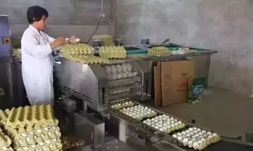 捡鸡蛋吃生鸡蛋,捡鸡蛋给爷爷奶奶吃