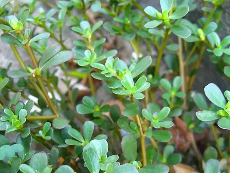 春天里最美的味道,春天里金华