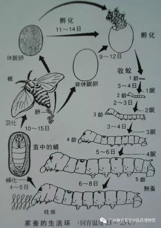 中药丨幼蚕与白僵菌的相遇