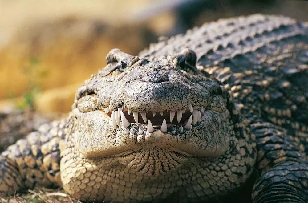 牛油果有关词语,牛油果的营销词汇