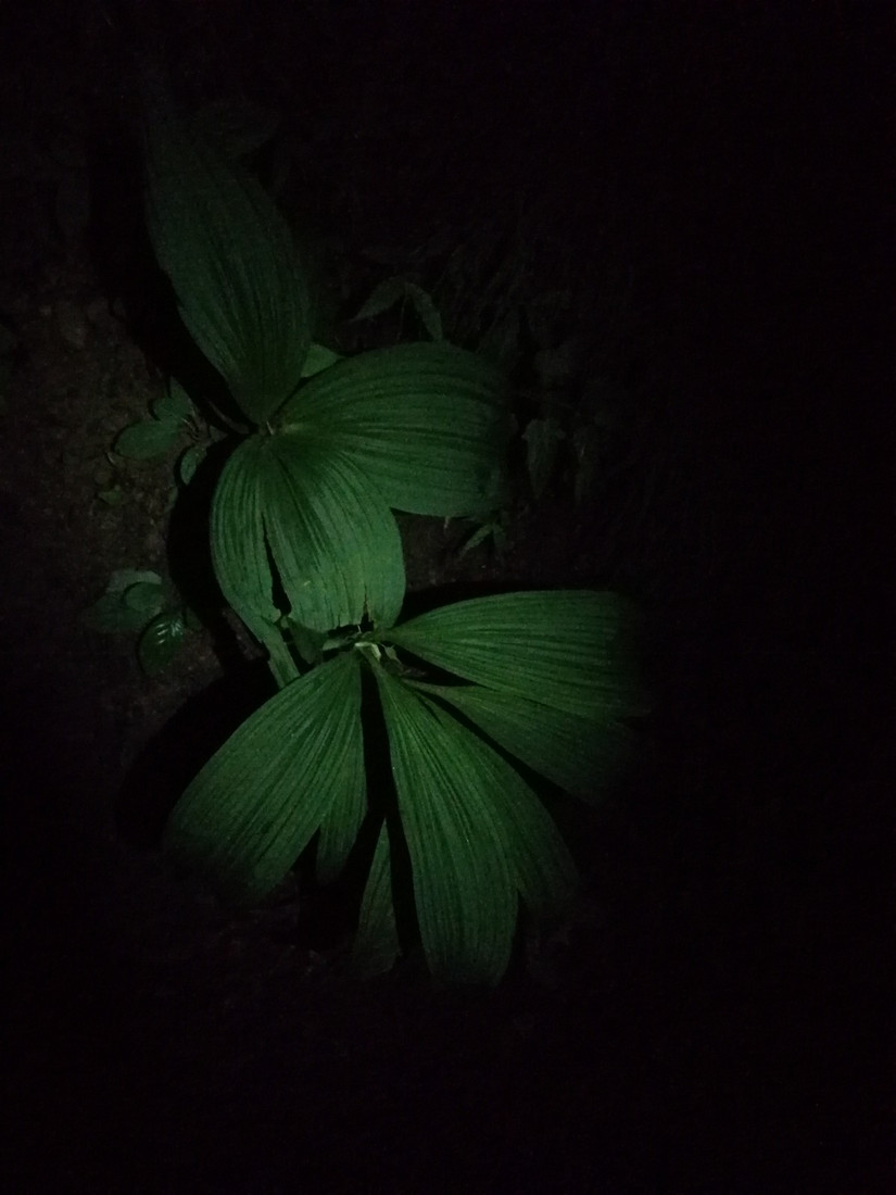 搁船尖登顶难度,搁船尖天目山光明顶