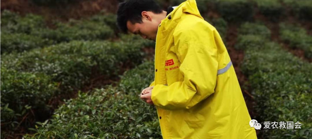 茶炭疽病,茶树炭疽病是真菌还是细菌病毒