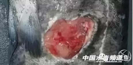 鱼细菌性烂鳃的症状及治疗方法,鱼得溃疡病怎么治疗