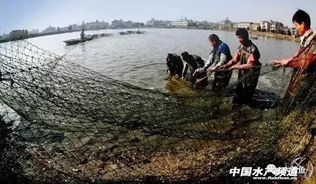 鱼细菌性烂鳃的症状及治疗方法,鱼得溃疡病怎么治疗