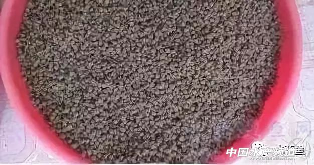 鱼细菌性烂鳃的症状及治疗方法,鱼得溃疡病怎么治疗