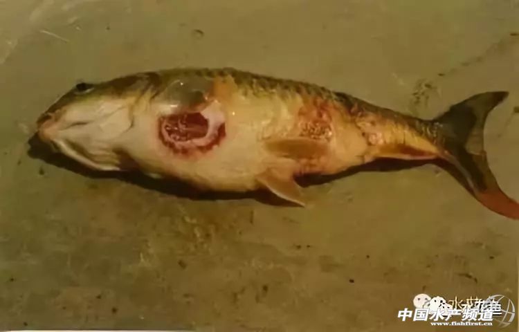 鱼细菌性烂鳃的症状及治疗方法,鱼得溃疡病怎么治疗