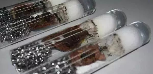 蝎子烟真的能吸吗,蝎子烟