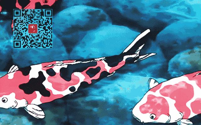 芥子锦鲤最大能长多大,腹水型锦鲤炸鳞最快解决方法